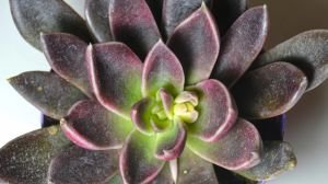 Echeveria Serrana Bordo Yapraklı Sukulent 8.5CM Saksıda