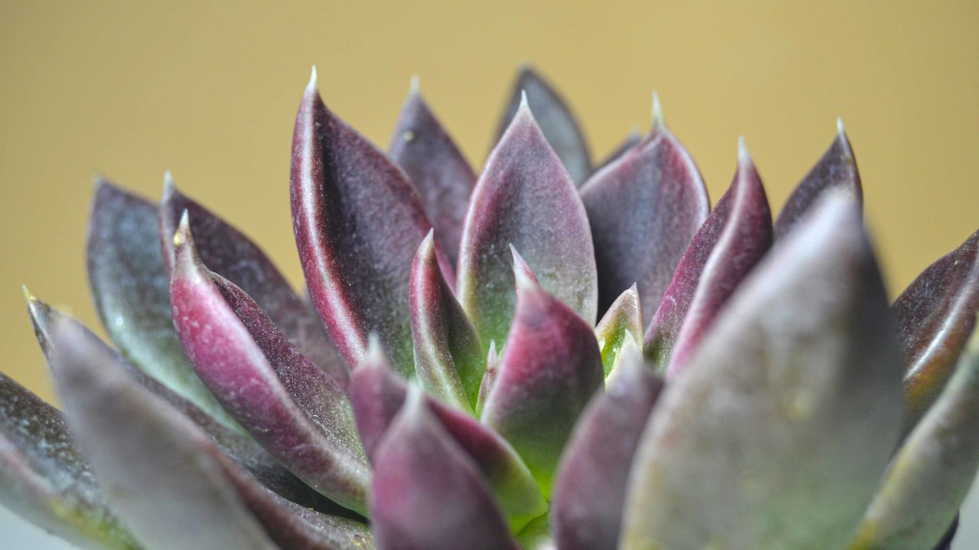 Echeveria Serrana Bordo Yapraklı Sukulent 8.5CM Saksıda