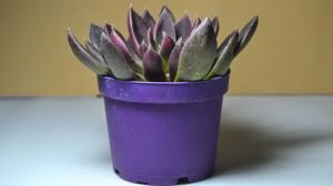 Echeveria Serrana Bordo Yapraklı Sukulent 8.5CM Saksıda