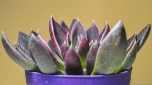 Echeveria Serrana Bordo Yapraklı Sukulent 8.5CM Saksıda