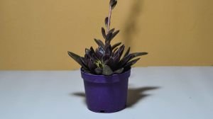 Echeveria Serrana Bordo Yapraklı Sukulent 8.5CM Saksıda