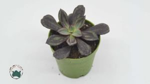 Echeveria Nodulosa Doğal Bordo Desenli Sukulent