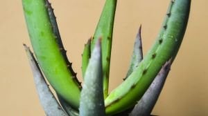 Aloe Microstigma Sukulent 8.5 CM Saksıda