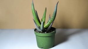 Aloe Microstigma Sukulent 8.5 CM Saksıda