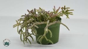 Rhipsalis Cereuscula Özel Tür Sukulent 8.5CM Saksıda