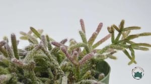 Rhipsalis Cereuscula Özel Tür Sukulent 8.5CM Saksıda