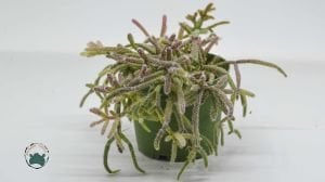 Rhipsalis Cereuscula Özel Tür Sukulent 8.5CM Saksıda