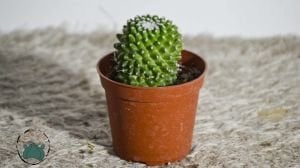 Mammillaria Polythele İnermis Kaktüs  Bol Pembe Çiçek Açar 8.5CM Saksıda