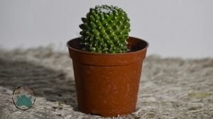 Mammillaria Polythele İnermis Kaktüs  Bol Pembe Çiçek Açar 8.5CM Saksıda