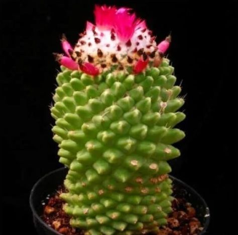 Mammillaria Polythele İnermis Kaktüs  Bol Pembe Çiçek Açar 8.5CM Saksıda