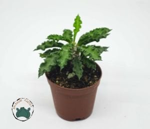 Euphorbia Decaryi Nadir Tür Sukulent 5,5CM Saksıda