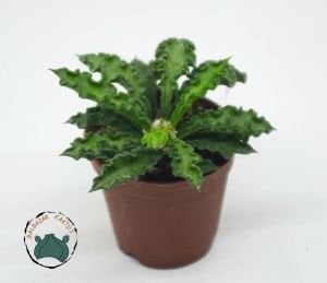 Euphorbia Decaryi Nadir Tür Sukulent 5,5CM Saksıda