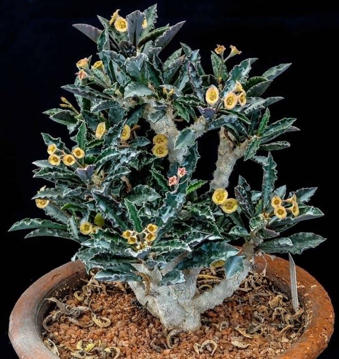 Euphorbia Decaryi Nadir Tür Sukulent 5,5CM Saksıda