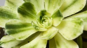 Aeonium Castello Paivae Variegata Sukulent Nadir Tür Sukulent 8.5CM Saksı