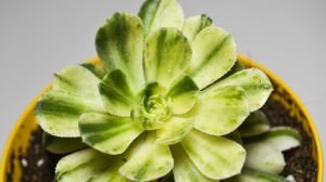 Aeonium Castello Paivae Variegata Sukulent Nadir Tür Sukulent 8.5CM Saksı