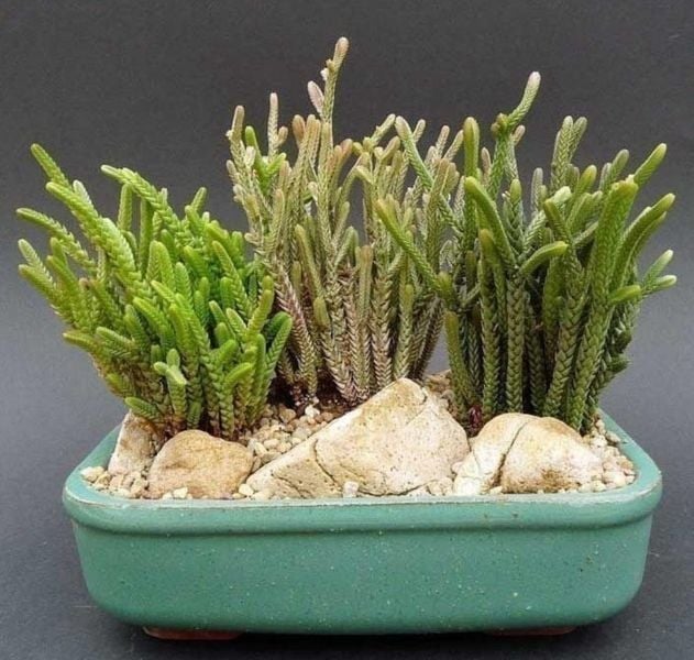 Crassula Muscosa Sukulent Prenses Çamı Yosun Crassula 5,5CM Saksı
