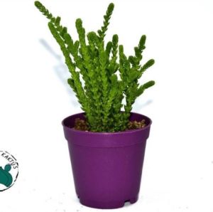Crassula Muscosa Sukulent Prenses Çamı Yosun Crassula 5,5CM Saksı