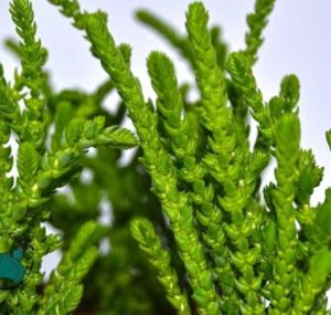 Crassula Muscosa Sukulent Prenses Çamı Yosun Crassula 5,5CM Saksı