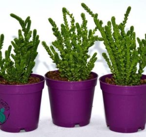 Crassula Muscosa Sukulent Prenses Çamı Yosun Crassula 5,5CM Saksı