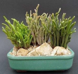 Crassula Muscosa Sukulent Prenses Çamı Yosun Crassula 5,5CM Saksı
