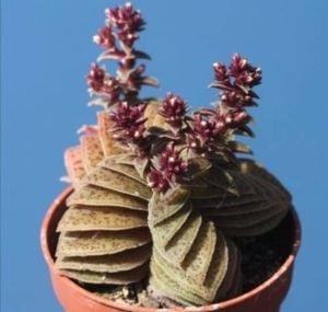 Crassula Exilis Picturata Kat Kat Yaprak Formlu Sukulent 5,5CM Saksıda