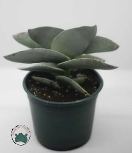 Crassula Falcata Sukulent - Uçak Fabrikası Sukulent - 8.5cm saksıda