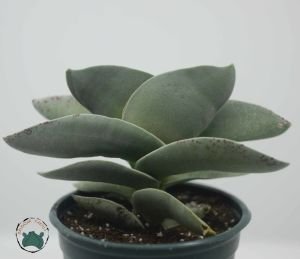 Crassula Falcata Sukulent - Uçak Fabrikası Sukulent - 8.5cm saksıda