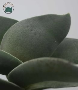 Crassula Falcata Sukulent - Uçak Fabrikası Sukulent - 8.5cm saksıda