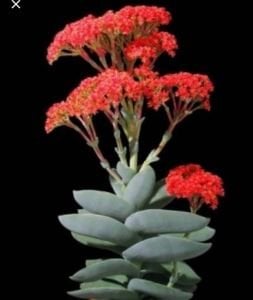 Crassula Falcata Sukulent - Uçak Fabrikası Sukulent - 8.5cm saksıda
