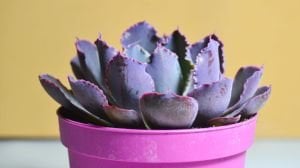 Echeveria Shaviana Peregrina Lahana Sukulent Pembe Uçlu 8.5cm Saksıda