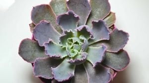 Echeveria Shaviana Peregrina Lahana Sukulent Pembe Uçlu 8.5cm Saksıda