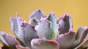 Echeveria Shaviana Peregrina Lahana Sukulent Pembe Uçlu 8.5cm Saksıda