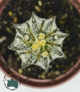 Astrophytum Capricorne Nadir Tür Kaktüs Dikensiz Tür 8.5CM Saksıda