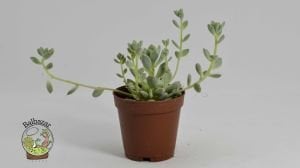 Orostachys İwarenge Bankoklu Özel Tür Sukulent 5,5 CMlik Saksılarda