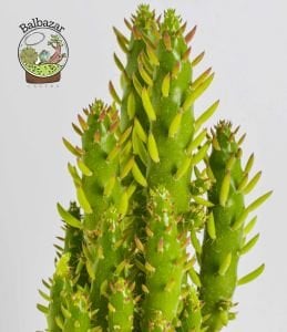 Opuntia Subulata Kaktüs Büyük Boy 8,5CM Saksıda