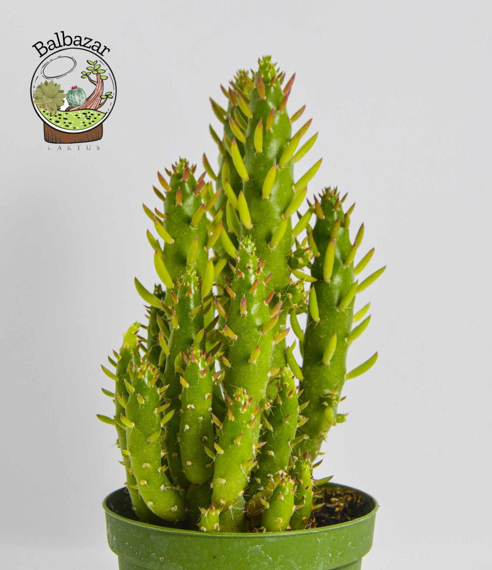 Opuntia Subulata Kaktüs Büyük Boy 8,5CM Saksıda