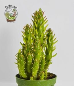 Opuntia Subulata Kaktüs Büyük Boy 8,5CM Saksıda