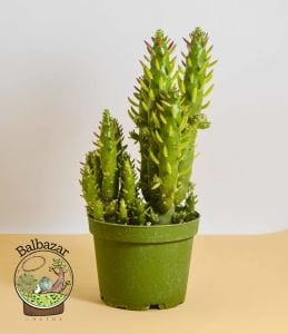 Opuntia Subulata Kaktüs Büyük Boy 8,5CM Saksıda