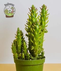 Opuntia Subulata Kaktüs Büyük Boy 8,5CM Saksıda