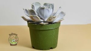 Echeveria Lilacina Ghost Sukulent Rose Formlu 8.5 CM Saksıda