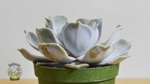 Echeveria Lilacina Ghost Sukulent Rose Formlu 8.5 CM Saksıda