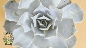 Echeveria Lilacina Ghost Sukulent Rose Formlu 8.5 CM Saksıda