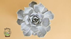 Echeveria Lilacina Ghost Sukulent Rose Formlu 8.5 CM Saksıda