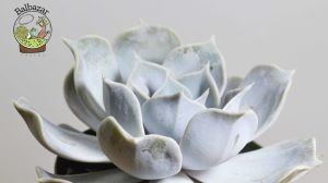 Echeveria Lilacina Ghost Sukulent Rose Formlu 8.5 CM Saksıda