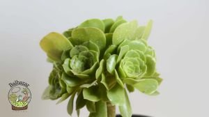 Aeonium Arboreum Velour Rose Form Sukulent İrlanda Gülü 15CM Saksıda