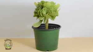 Aeonium Arboreum Velour Rose Form Sukulent İrlanda Gülü 15CM Saksıda
