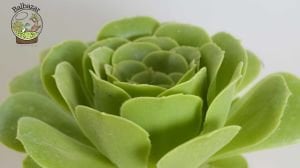 Aeonium Arboreum Velour Rose Form Sukulent İrlanda Gülü 15CM Saksıda