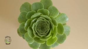 Aeonium Arboreum Velour Rose Form Sukulent İrlanda Gülü 15CM Saksıda