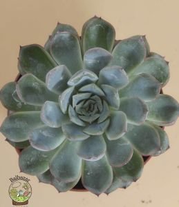 Echeveria Colorata Sukulent Pembe Yeşil Yapraklı 12 CM Saksıda