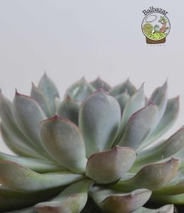 Echeveria Colorata Sukulent Pembe Yeşil Yapraklı 12 CM Saksıda